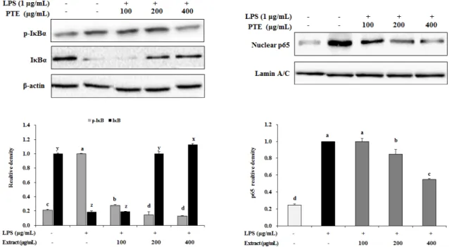 Fig. 6. Effect of PPE on NF-B activation in LPS-stimulated RAW 264.7 cells. Western blot analysis shows the effect of  PPE on phosphorylation of IBα in cytosol and activation of NF-B p65 in the nucleus