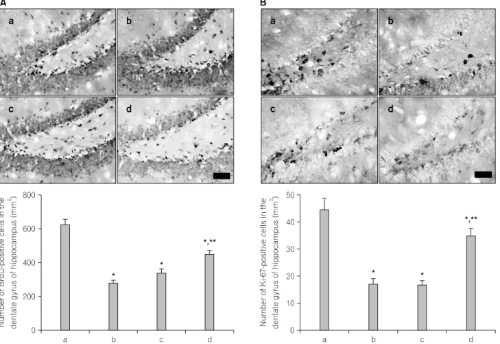 Fig.  2.  The  effects  of  various  types  of  stress  on  cell  proliferation  in  the  hippocampus