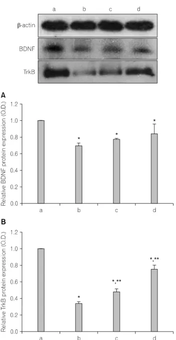 Fig.  3.  The  effects  of  various  types  of  stress  on  the  BDNF  and  TrkB  expression  in  the  hippocampus