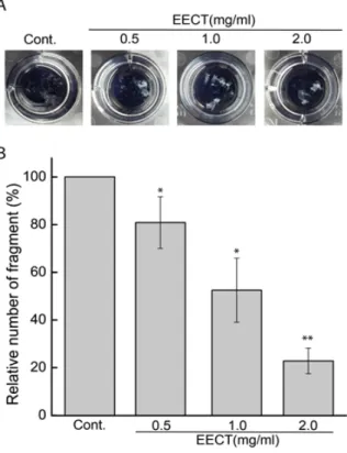 Fig. 4. Tight junction capacity is increased by EECT. (A) Dispase  assay  showing  that  EECT  enhances  mechanical  cell-cell  adhesion