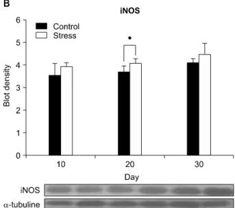 Fig.  3.  Western  blotting  assay  of  bladder  tissue  for  determining  the  protein  expression  level (*:  p＜0.05)