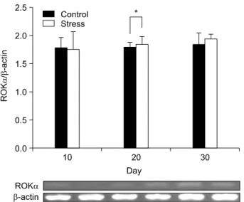 Fig.  4.  RT-PCR  analysis  of  bladder  tissue  for  determining  the  expression  level  of  the  mRNA  of  ROKα transcript (*:  p＜0.05)  RT-PCR:  reverse  trnascript-polymerase  chain  reaction,  ROKα: 