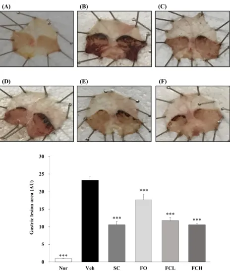 Fig. 2. Optical change stomach tissues of HCl/ethanol-induced acute gastritic mice. All data are expressed means ± SEM  (n=8)