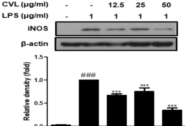 Figure 4. Effect of CVL on iNOS protein expression in LPS-stimulated RAW  264.7  cells