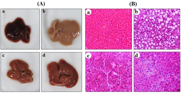 Figure 3. The effect of PE on the liver histology in MCD-diet-induced mice.