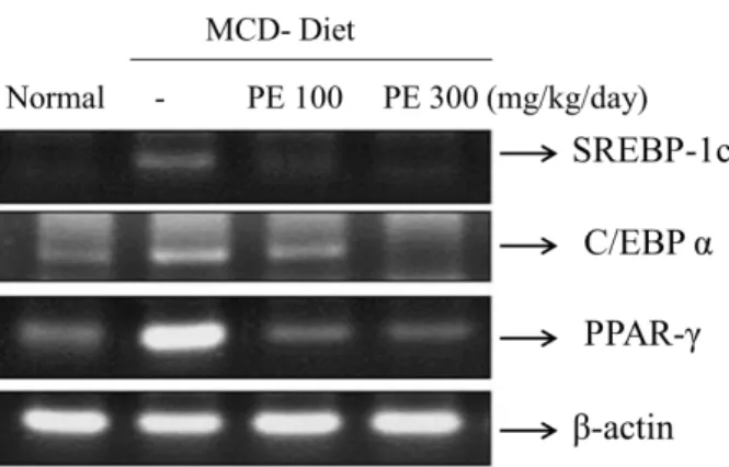 Figure 4. Effects of PE on lipogenesis related gene expression in liver  tissue  of  experimental  mice