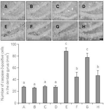 Fig.  4.  Effect  of  treadmill  exercise  on  neurpgenesis  in  the  hippocampus. 