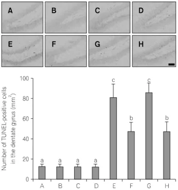 Fig.  6.  Effect  of  treadmill  exercise  on  follistatin  expression  in  the  hippocampus