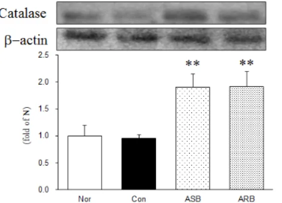 Fig. 6. Western blot analysis of catalase expression; expression  levels in the MIA-induced osteoarthritis rats.