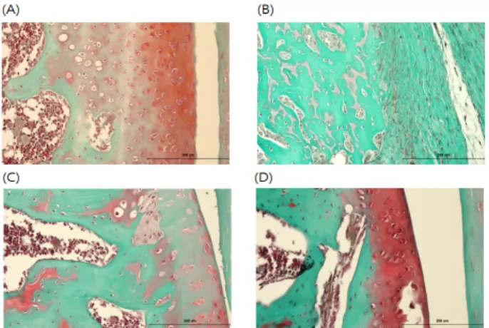 Fig.  16.  The  histological  analysis  of  the  knee  joint  tissues  after  treatment  of  ASB  and  ARB  in  MIA-induced  osteoarthritis  rat  (Safranin-O staining, ✕ 200).