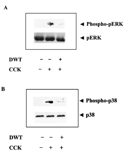 Fig. 3. CCK-induced activation of p38-MAPK, ERK1/2, and SAPK/JNK within protein lysates (30 