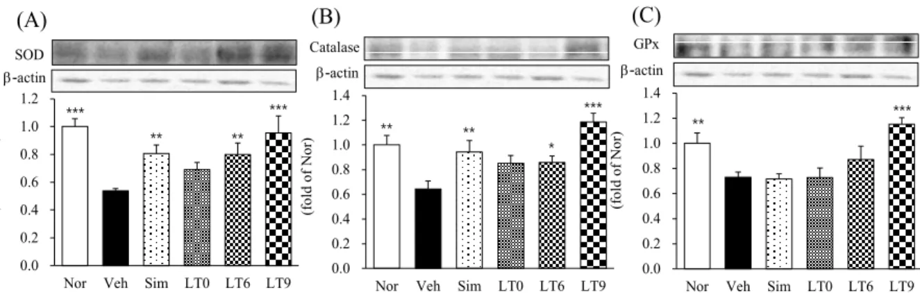 Fig 8. Antioxidant-related protein expression in liver tissue