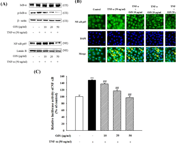 Figure 3. Effects of OJS on TNF-α -induced NF-κ B p65 expression and DNA activation. The nuclear and cytoplasmic protein extracts  were blotted with the antibodies specific for Iκ B-α , p-Iκ B-α , and NF-κ B p65 (A)