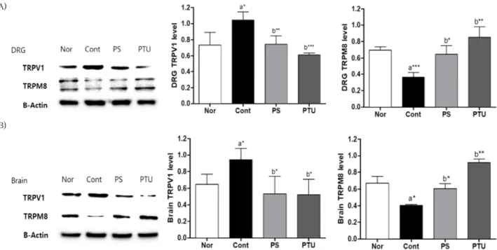 Fig. 7. Effects of Prunellae Spica (PS) water extract on the expression of TRPV1 and TRPM8 in brain and DRG tissues of LT4-induced  hyperthyroidism rats