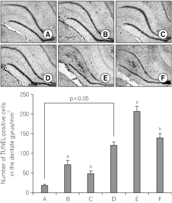 Fig.  4.  Effect  of  treadmill  exercise  on  the  caspase-3  expression  in  the  hippocampal  dentate  gyrus  region