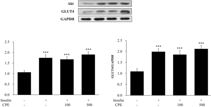 Fig. 5. Expression of glucose-related western blotting protein in L6 muscle cell. Phosphorylation of serine / threonine-specific protein  kinase (Akt), lucose  transporter  4 (GLUT4)
