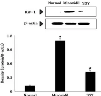 Figure  5.  Effect  of  SSY  extract  on  IGF-1  protein  expression  in  hair-removed C57BL/6 mice.