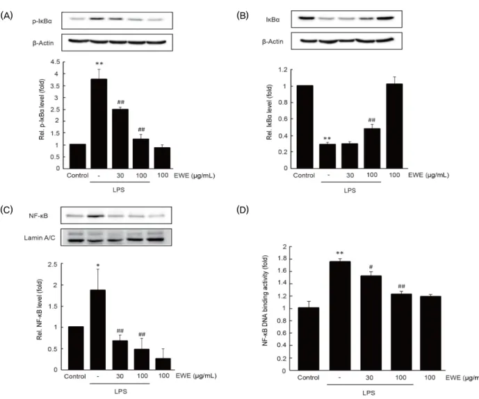 Fig. 4. The effect of EWE on LPS-stimulated NF-κB signaling molecules. After 1 h of EWE pretreatment, RAW 264.7 cells were further exposed to LPS for 15 min (for A), for 30 min (for B), or for 1 h (for C and D)