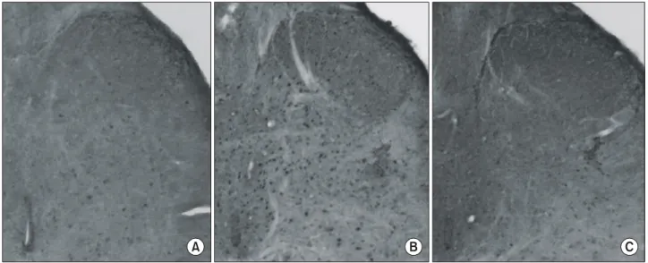 Fig.  2.  Intravesical  electrical  stimulation  decreased  the  intercontraction  interval  and  voiding  pressure  in  the  spinalized  group (A,  B)