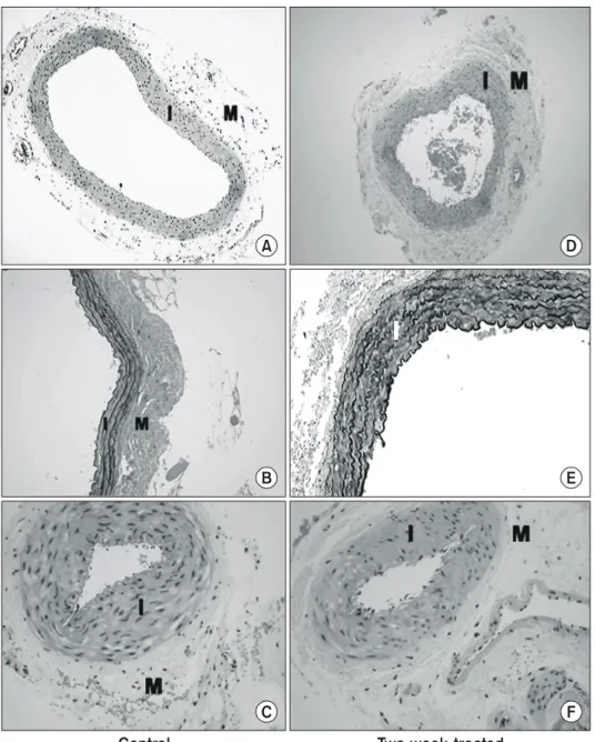 Fig.  1.  Photomicrographs  of  re- re-presentative  cross  sections  of  the  arteries  of  the  rats  in  the  pilot  study