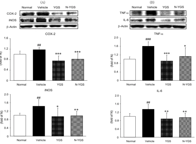 Fig. 5. Expression inflammation-related proteins in liver.
