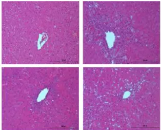 Fig. 6. Histopathological analysis.