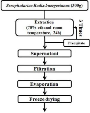 Fig. 1. The procedure for extraction from Scrophulariae Radix.