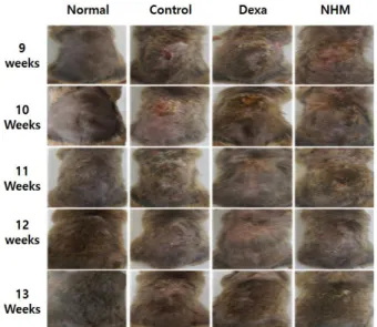 Fig.  3.  Histopathological  effects  of  NHM  on  dorsal  skin  in  a  DNCB-induced mouse model of atopic dermatitis