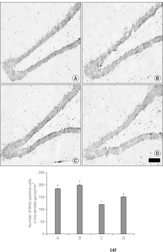 Fig.  2.  Effect  of  treadmill  exercise  on  the  cell  proliferation  in  the  hippocampal  dentate  gyrus