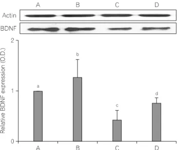 Fig.  3.  Effect  of  treadmill  exercise  on  the  brain-derived  neurotrophic  factor  (BDNF)  expression  in  the  hippocampus