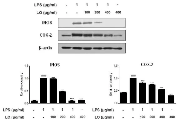 Figure 3. Effects of LO on the LPS-induced iNOS and COX-2 protein expression in RAW 264.7 macrophages