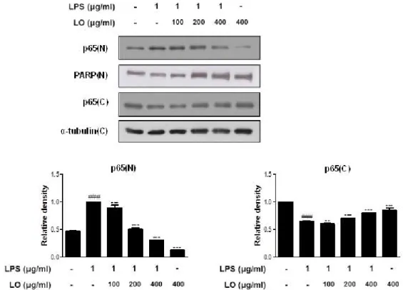 Figure  5.  Effects  of  LO  on  the  LPS-induced  NF-κB  activation  and  the  nuclear  translocation  in  RAW  264.7  macrophages