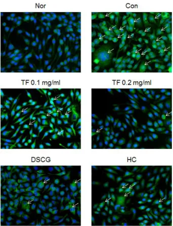 Fig. 5. Effect of TF extract on the nuclear expression of NF-κB  in DNP/IgE-HSA-stimulated RBL-2H3 cells