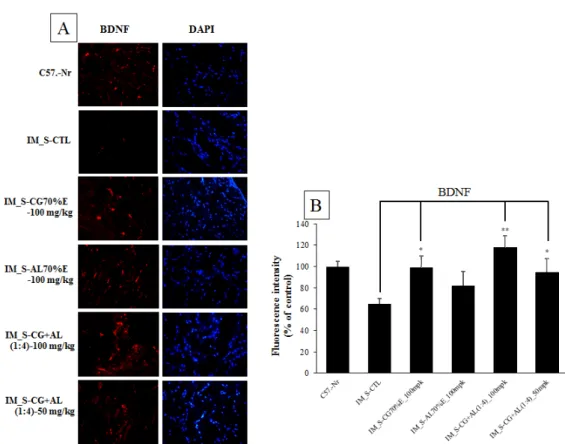 Fig. 3. Effects of CG or AL and its complexes(1:4) on local brain-derived neurotrophic factor(BDNF) protein expression in hippocampus in C57BL/6J mice after 21 days of chronic immobilization-stress