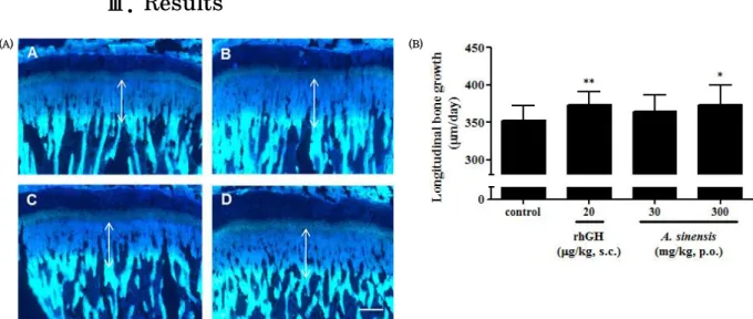Figure  1.  (A)  Representative  fluorescence  photomicrographs  of  sagittal  sections  of  proximal  tibial  growth  plate  in  rats