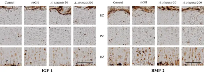 Figure  5.  Immunohistochemical  localization  of  insulin-like  growth  factor-1  and  bone  morphogenetic  protein-2  on  the  proximal  tibial  growth plate in rats, control: vehicle treated control group, rhGH: rhGH 200 μg/kg (s.c.) treated group, A