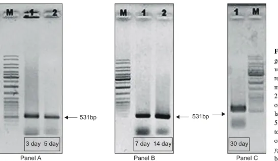 Fig.  2.  Amplification  of  the  ygaG  gene  used  for  RNA  sampling  by   re-verse  transcription-polymerase  chain  reaction (RT-PCR)