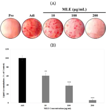 Fig. 3. Anti-adipogenic effect of MLE.