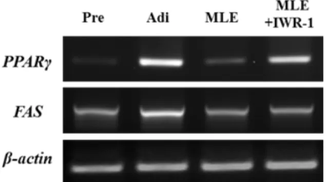Fig. 5. The effect of IWR-1 treatment on the MLE-inhibited mRNA  expression levels of PPARγ, and FAS