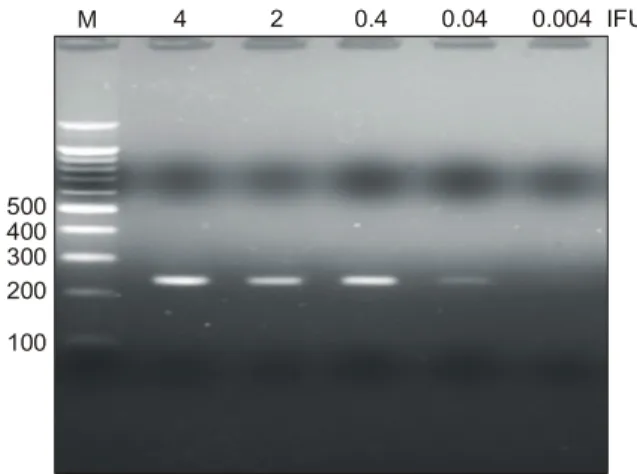 Fig.  2.  The  polymerase  chain  reaction  test  shows  a  very  strong  band  at  serial  dilutions  of  10,  5,  1  and  even  1μl  of  the  10 2 d  diluted  template  volume