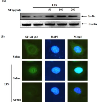 Fig. 5. Effect of NF water extract on (A) Iκ -Bα  degradation and  (B)  translocation  of  NF-κB  p65  in  RAW  264.7  cells