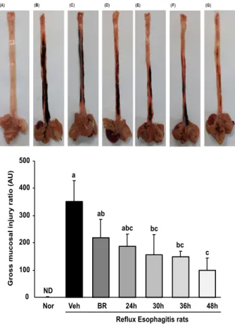 Fig. 3. Optical change stomach tissues of HCl/ethanol-induced  acute gastritic mice.