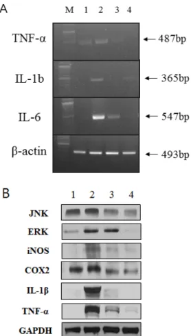 Fig.  5.  Effects  of  ECR  on  the  arthritis  index  (AI)  in  Murine  CIA  DBA/1J mice were immunized with 100 ㎍ of CII on days 0 and 14.