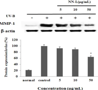 Fig. 9. MMP-1 protein expression rate of NN-L on fibroblast cell  (CCD-986sk).