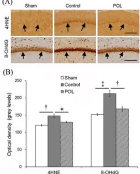 Fig.  1.  Effect  of  Polygalae  Radix  (POL)  on  superoxide  dismutase  (SOD)  activities  in  the  cerebral  cortex  and  the  hippocampus