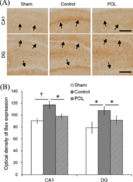 Fig.  5.  Effect  of  Polygalae  Radix  (POL)  on  the  TUNEL-positive  cells  in  the  hippocampus