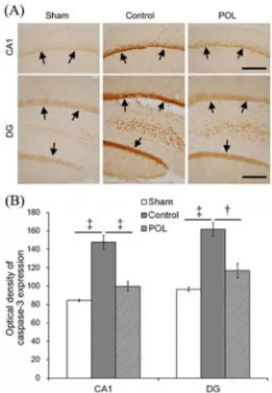 Fig.  7.  Effect  of  Polygalae  Radix  (POL)  on  the  caspase-3- expressing  cells  in  the  hippocampus