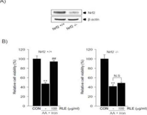 Fig.  5.  The  effect  of  Nrf2  knockout  on  RLE-mediated  cytoprotection. 