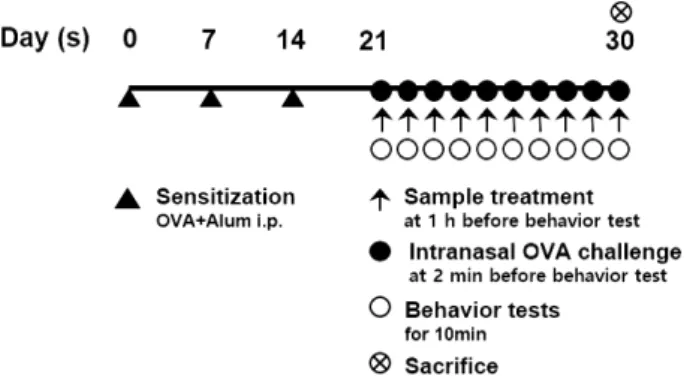 Fig.  1.  Schematic  diagram  of  the  experimental  group  design  and  protocol  for  chicken  ovalbumin  (OVA)-induced  allergic  rhinitis  mouse  model