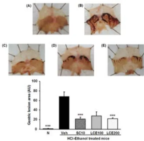 Fig.  3.  Oxidative  stress  biomarker  in  stomach  tissues.